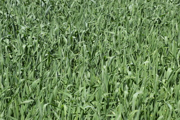 Young green wheat field