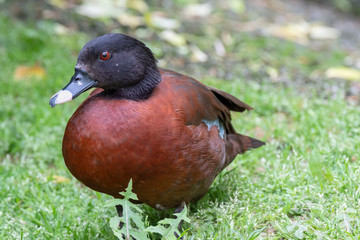 Hartlaub's Duck (Pteronetta hartlaubii), Native to Equatorial West and Central Africa