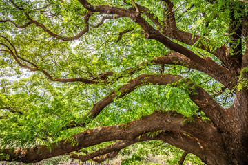 Fototapeta premium Giant green tree at Kanchanaburi or Big chamchuri Thailand. Copy space background