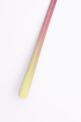 Close up shot of a colourful purple and green fringed stem of a leaf against a white studio background. Abstract macro backdrop of natural object.