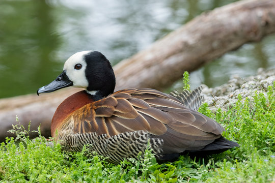 White-faced Whistling Duck (Dendrocygna viduata) Native to Sub-Saharan Africa and South America
