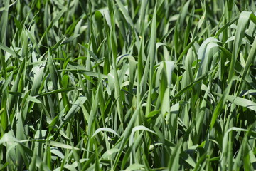 Young green wheat field