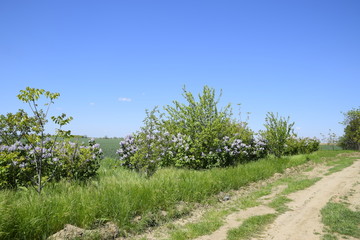Obraz premium Lilac bloom road on the side of the road.