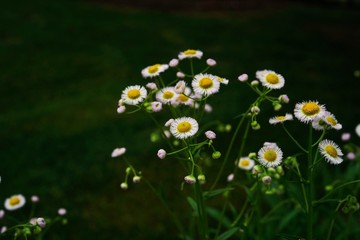 Wild daisy flowers, selective focus