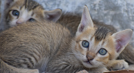 a cute newborn kitten
