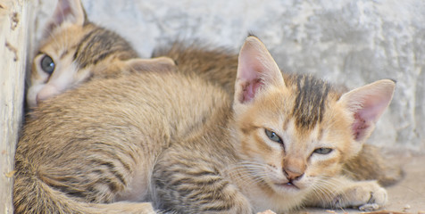 Fototapeta na wymiar a cute newborn kitten