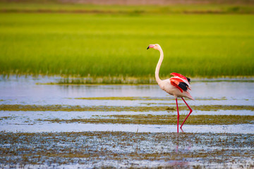 Flamingos. Nature background. Bird: Greater Flamingo. Phoenicopterus roseus.