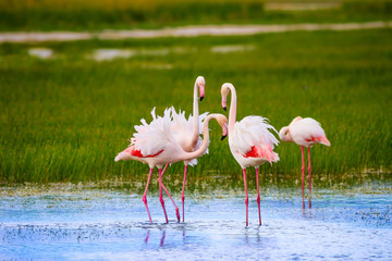 Flamingos. Nature background. Bird: Greater Flamingo. Phoenicopterus roseus.