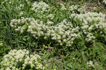 Lepidium draba white flowers