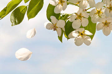 Background of white flowers pear and green spring leaves.