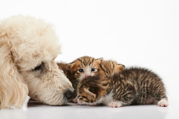 Poodle dog and small kitty sniffing
