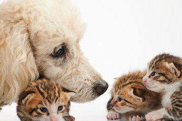 Poodle dog take care of small kitty