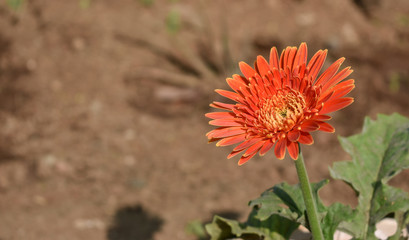 beautiful orange  daisy flower with leaves