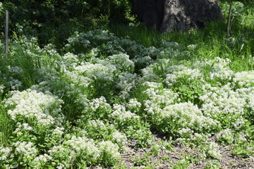 Lepidium draba white flowers