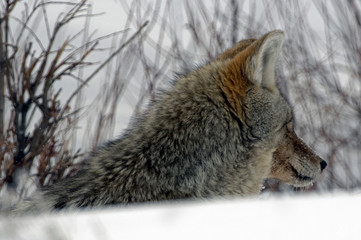 Obraz premium Coyote