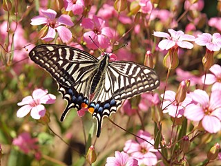 蜜を吸うアゲハチョウ