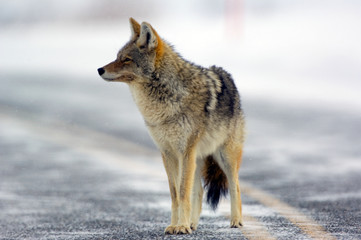 Coyote