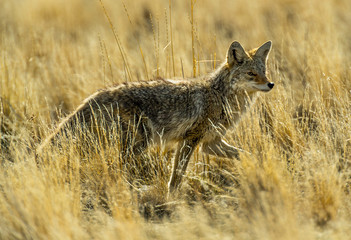 Coyote in pasture