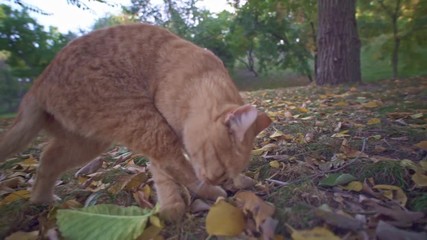 Adventures of an orange stray cat in Odessa city park in Ukraine.