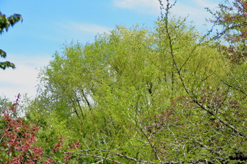 札幌中島公園の若い木の芽