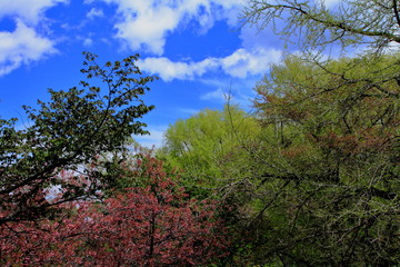 札幌中島公園の若い木の芽