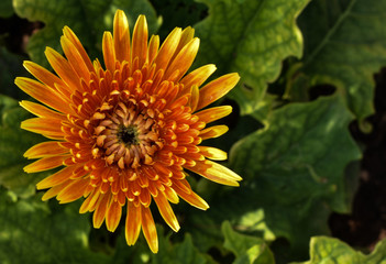 beautiful orange  daisy flower with leaves