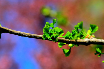 札幌中島公園の若い木の芽