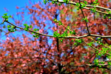 札幌中島公園の若い木の芽