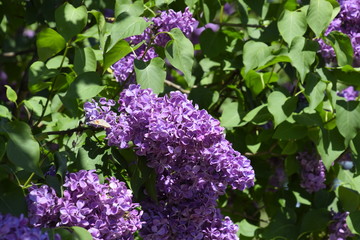Fototapeta premium Flowers blooming lilac. Beautiful purple lilac flowers outdoors.