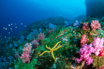 Beautifully colored soft corals on a tropical reef in the Mergui Archipelago