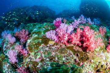 Beautifully colored soft corals on a tropical reef in the Mergui Archipelago
