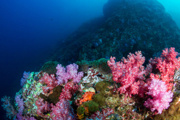 Naklejka na ściany i meble Beautifully colored soft corals on a tropical reef in the Mergui Archipelago