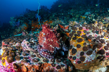 Octopus with colorful soft corals on a tropical reef (Black Rock, Mergui Archipelago)