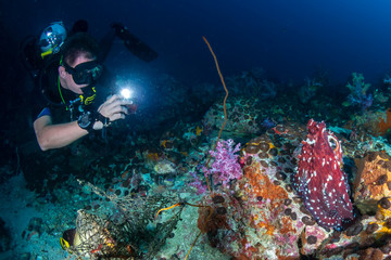 Naklejka na ściany i meble SCUBA diving photographing a large Octopus on a tropical coral reef