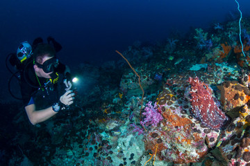 Naklejka na ściany i meble SCUBA diving photographing a large Octopus on a tropical coral reef