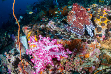 Octopus with colorful soft corals on a tropical reef (Black Rock, Mergui Archipelago)