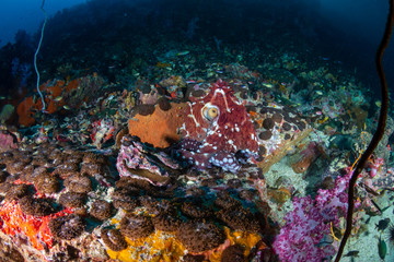 Fototapeta na wymiar Octopus moving around a colorful tropical coral reef at dusk