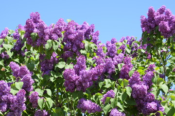 Fototapeta premium Flowers blooming lilac. Beautiful purple lilac flowers outdoors.