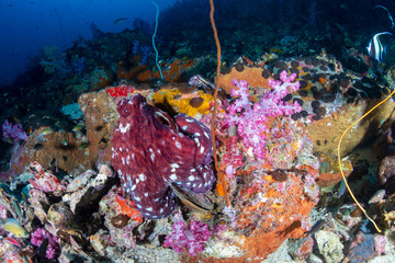 Fototapeta na wymiar Octopus and soft corals on a colorful coral reef in the Mergui Archipelago