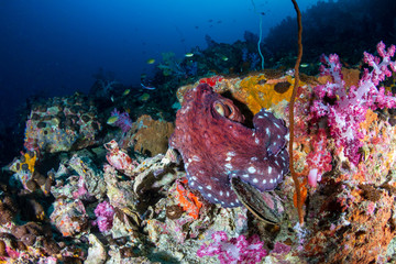 Octopus on a tropical coral reef at dusk
