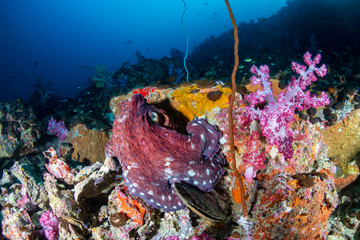 Octopus and soft corals on a colorful coral reef in the Mergui Archipelago
