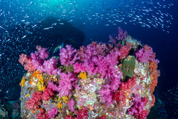 A colorful tropical coral reef in the Andaman Sea (Mergui, Myanmar)