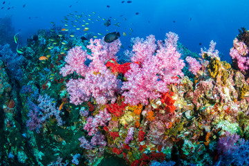 Naklejka na ściany i meble A colorful tropical coral reef in the Andaman Sea (Mergui, Myanmar)