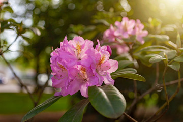 Two Soft Pink Azalea Blossoms with Warm Sunbeam Flare and Shallow Depth of Field