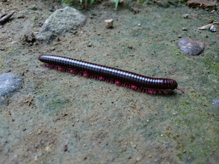 Millipede runs on dry land.