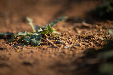 Macro Detail Of ground illuminated by the morning sun.