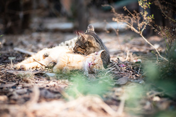 Obraz premium Cats are sleeping together on the ground in the garden