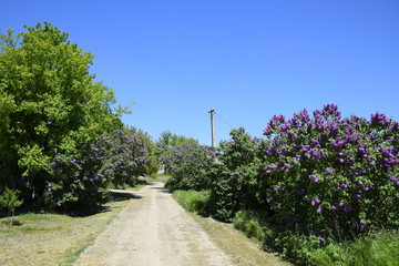Lilac bloom road on the side of the road.