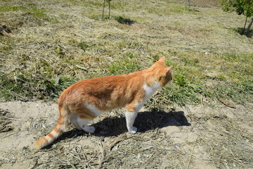 Red cat on a dirt road.