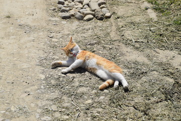 Red cat on a dirt road.
